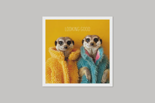 Image Gallery Coola Coola Card - Meerkats Looking Good