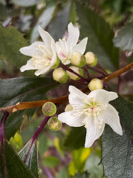 Real World Hand Cream - Hoheria, Pohutukawa & Mandarin