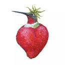 Image Gallery Napkins Marion Bird